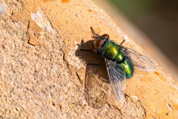 2025_04_07___FLIEGE___MAKRO_STACK_0763_0792___100