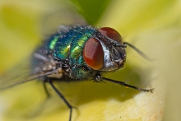 2025_04_07___FLIEGE___MAKRO_STACK_0967_0996___100