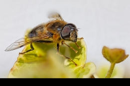 2025_04_07___FLIEGE___MAKRO_STACK_1215_1244___110