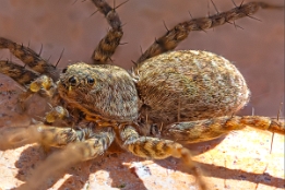 2025_04_07___SPINNE___MAKRO_STACK_0128_0147___100