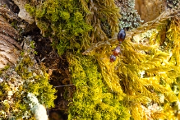 2025_04_10___MAKRO_STACK_1756_1775___110