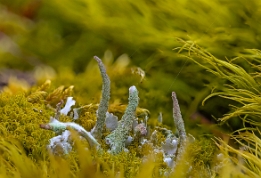 2025_04_10___MAKRO_STACK_2142_2161___110