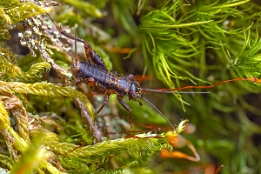 2025_04_10___SCHRECKE___MAKRO_1672_1691___120