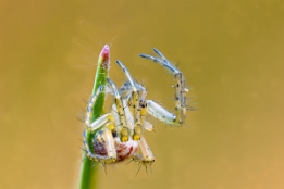 2025_04_10___SPINNE___MAKRO_STACK___1567_1586___120