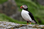 2012_07_08___Skellig_Island___6207