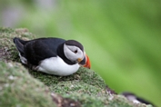 2012_07_08___Skellig_Island___6382