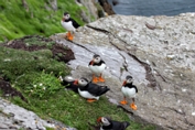 2012_07_08___Skellig_Island___6394