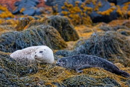 2010_07_28___ROBBEN___SCHOTTLAND___3778___100