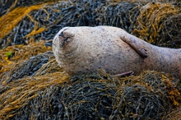 2010_07_28___ROBBEN___SCHOTTLAND___3788___100