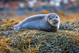 2010_07_28___ROBBEN___SCHOTTLAND___3795___100