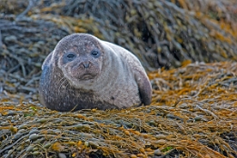 2010_07_28___ROBBEN___SCHOTTLAND___3798___100