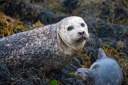 2010_07_28___ROBBEN___SCHOTTLAND___3822___100
