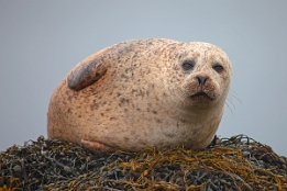 2010_07_28___ROBBEN___SCHOTTLAND___3825___100