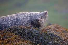 2010_07_28___ROBBEN___SCHOTTLAND___3827___100