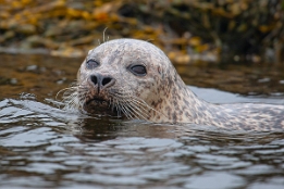 2010_07_28___ROBBEN___SCHOTTLAND___3830___100