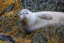 2010_07_28___ROBBEN___SCHOTTLAND___3841___100