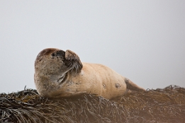 2010_07_28___ROBBEN___SCHOTTLAND___3848___100