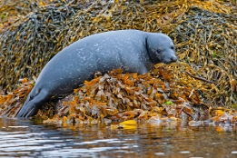 2010_07_28___ROBBEN___SCHOTTLAND___3853___100