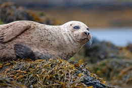 2010_07_28___ROBBEN___SCHOTTLAND___3862___100