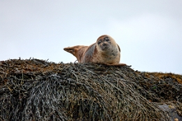 2010_07_28___ROBBEN___SCHOTTLAND___3867___100