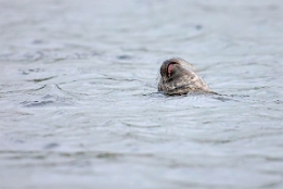 2010_07_28___ROBBEN___SCHOTTLAND___3878___100