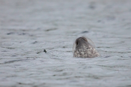 2010_07_28___ROBBEN___SCHOTTLAND___3879___100