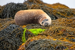 2010_07_28___ROBBEN___SCHOTTLAND___3890___100