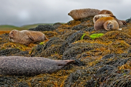 2010_07_28___ROBBEN___SCHOTTLAND___3891___100