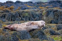 2010_07_28___ROBBEN___SCHOTTLAND___3895___100