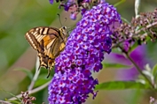2009_08_09___Schmetterling___Fremersberg___8179___100