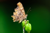 2013_07_07___Schmetterling___Grundstueck___0710___100