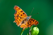 2013_07_07___Schmetterling___Grundstueck___0717___100