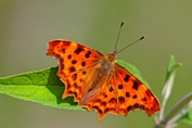 2013_07_07___Schmetterling___Grundstueck___0727___100