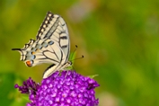 2013_07_07___Schmetterling___Grundstueck___0857___100