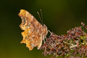 2013_08_04___Schmetterling___Grundstueck___0924___100