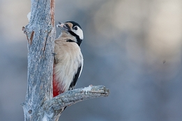 2010_01_08___Buntspecht___Kalvtraesk_Schweden___4780