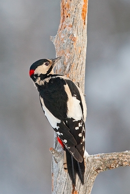2010_01_08___Buntspecht___Kalvtraesk_Schweden___4905