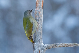 2010_01_08___GRUENSPECHT___KALVTRAESK___4771