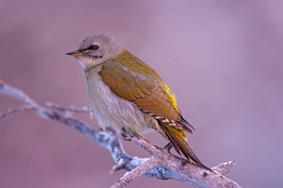 2010_01_08___GRUENSPECHT___KALVTRAESK___4995