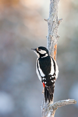 2010_01_09___Buntspecht___Kalvtraesk_Schweden___1184