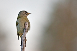 2010_01_09___GRUENSPECHT___KALVTRAESK___1199