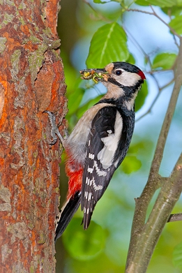 2013_05_27___Buntspecht___Mecklenburgische_Seenplatte___0698