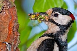 2013_05_27___Buntspecht___Mecklenburgische_Seenplatte___0698___CROP