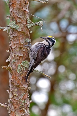 2016_06_02___Dreizehenspecht___Hjelle_Norwegen___2055