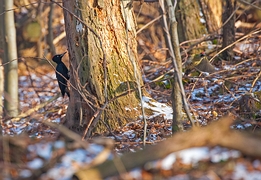 2017_03_17___Doppelspecht___GdStk___2687