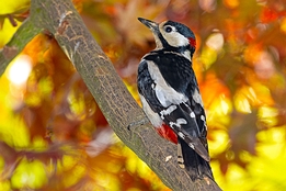 2021_05_23___BUNTSPECHT___EISENGRAEFF___1016