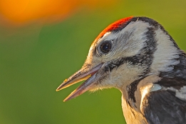 2021_06_04___BUNTSPECHT___EISENGRAEFF___1422