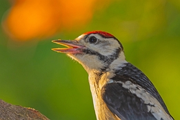 2021_06_04___BUNTSPECHT___EISENGRAEFF___1423