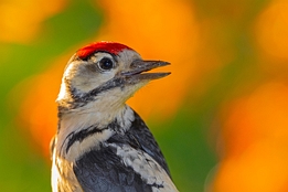 2021_06_04___BUNTSPECHT___EISENGRAEFF___1428