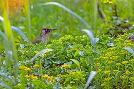 2021_06_04___GRUENSPECHT___EISENGRAEFF___1418